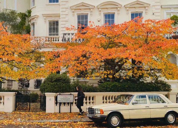 corteza de árbol,ciudad,Autumn Boar