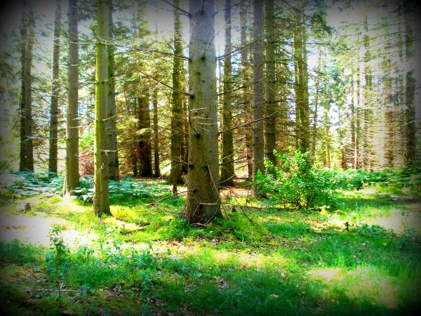 растение,Экорегион,Лист,Natural landscape,Зеленый,People in nature