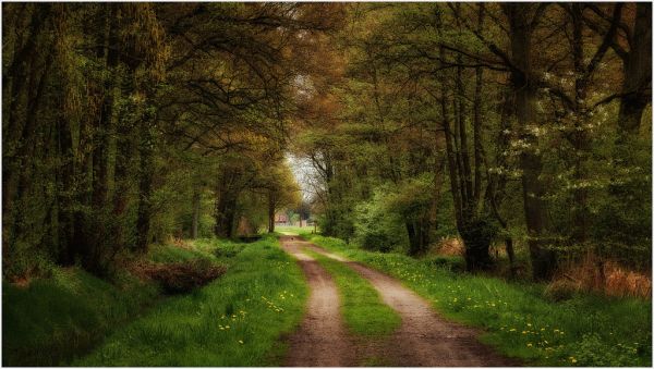 lumière du soleil,forêt,foncé,la nature,bois,vert