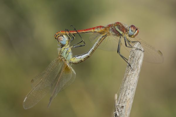 dragonfly,libelula,love,mating,sympetrumfonscolombii,loscamachos