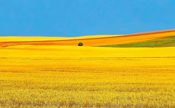 landschap,natuur,veld-,eten,horizon,panorama's