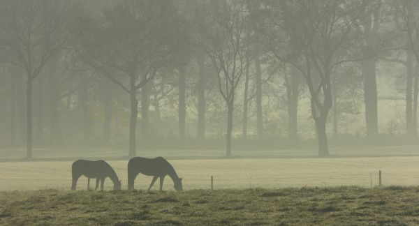 las, jeleń, światło słoneczne, krajobraz, trawa, śnieg