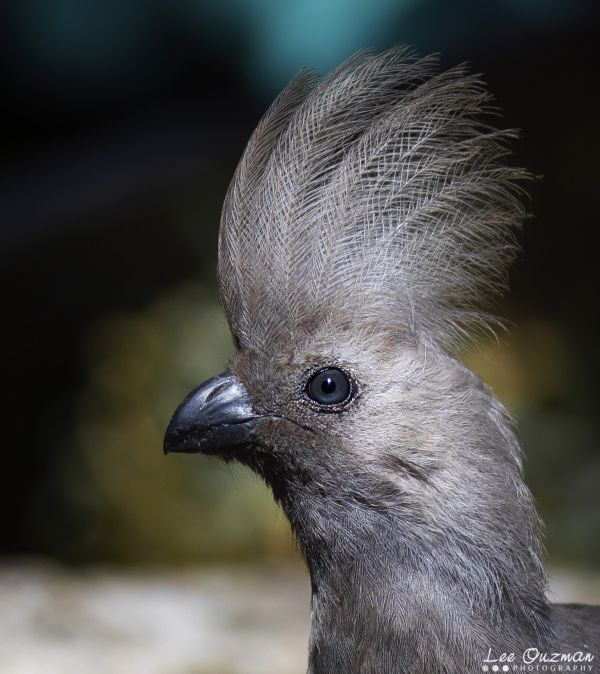 lintu,nokka,sulka,siipi,terrestrial animal,uuttukyyhky