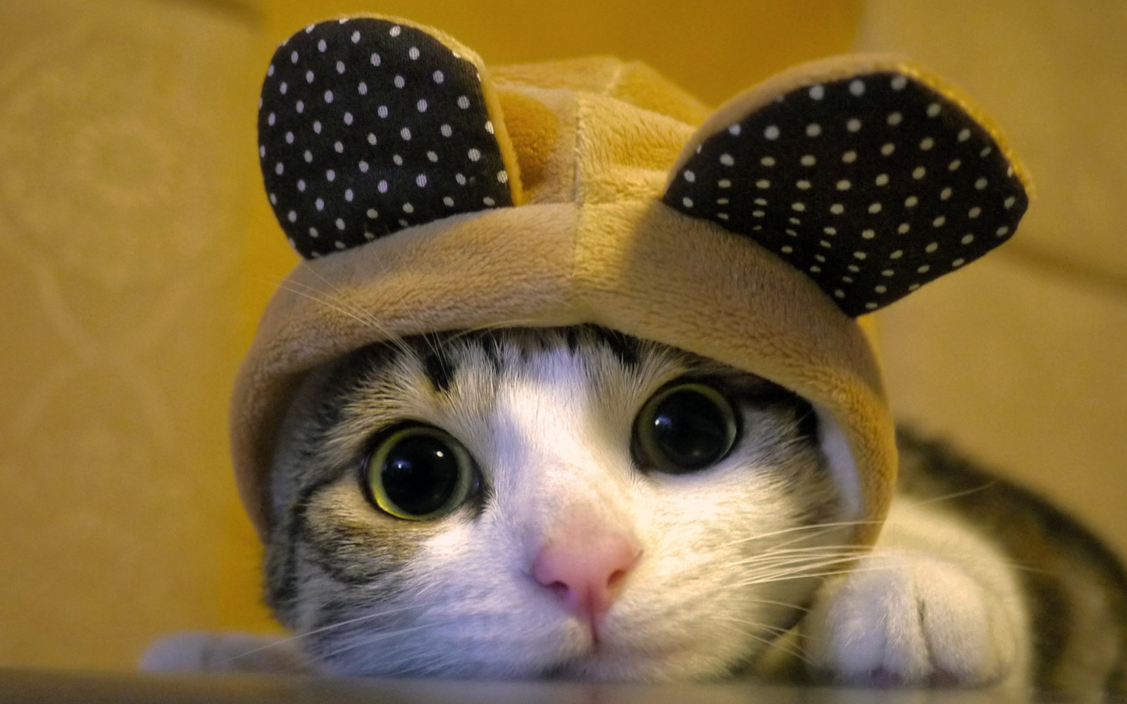 1920x1200 px, animali, gatti, costume, carina, orecchie, occhi, viso, felino, divertente, pelliccia, cappello, umorismo, Guarda, POV, fissare, barba