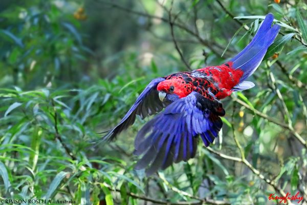 volador,En vuelo,pájaro,carmesí,loro,Australia