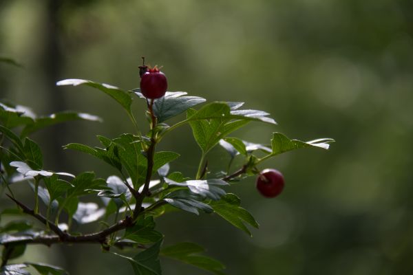 자연,분기,녹색,꽃,잎,바