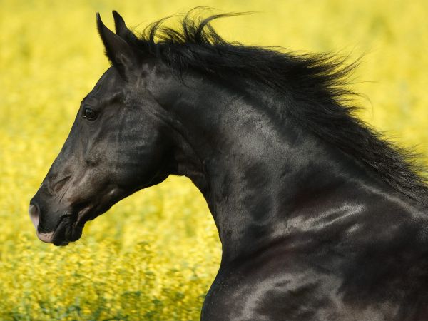 animals,horse,grass,Dark Horse,Colt,pasture