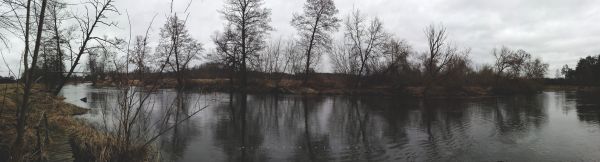 alberi morti,foresta,paesaggio,8256x2240 px,le foglie,muschio