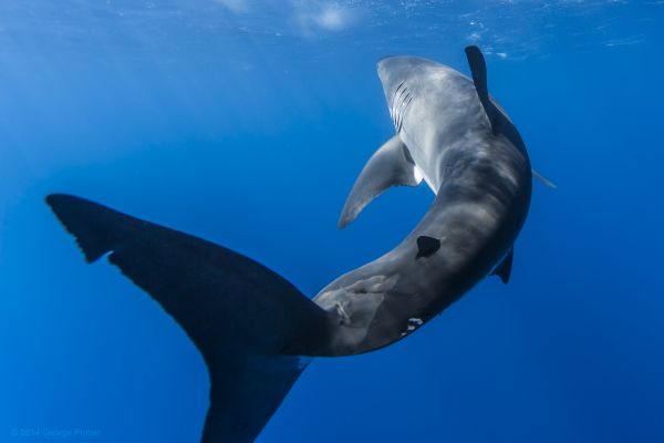 requin, eau, poisson, faune, sous-marin, queue