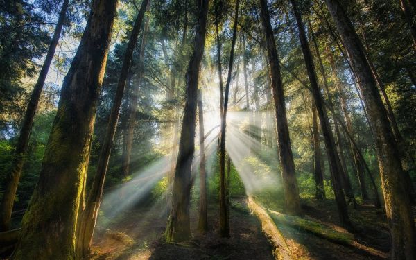 luce del sole, alberi, paesaggio, foresta, natura, ramo