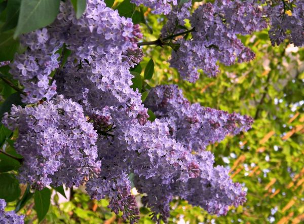 lilas,fleur,branche,printemps,ambiance