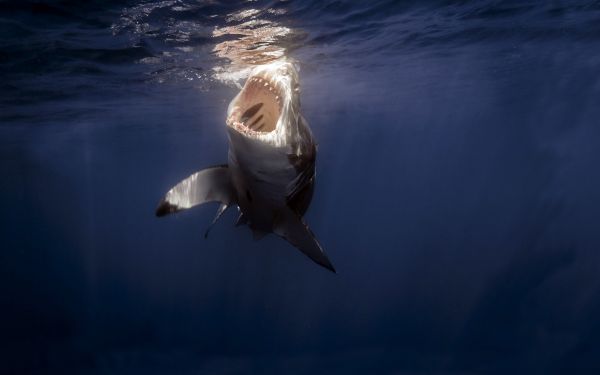 Animales,mar,tiburón,pescado,submarino,delfín