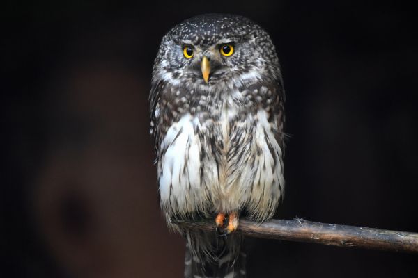 uccelli, animali, natura, uccello rapace, gufo, becco