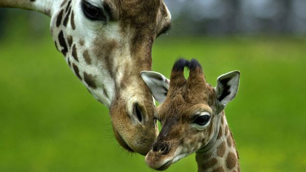 giraffa,macchiato,cura,giovane,capo