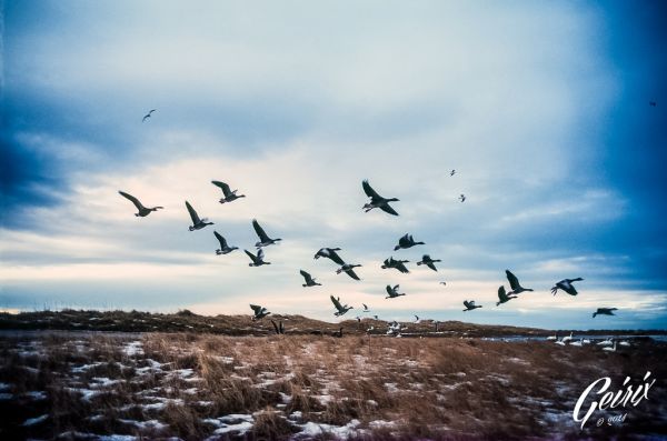 海,性质,反射,天空,雪,冬季