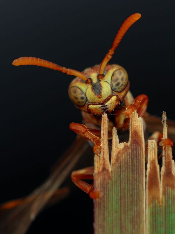 vespe,animali,natura,Dix Balino,macro,le foglie