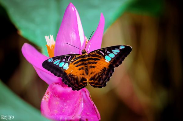 Animais, flores cor de rosa, Flores, fotografia, Macro, borboleta