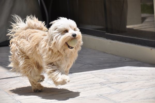 cachorro,terrier branco de montanhas ocidentais,cachorro,sombra,bola,corrida