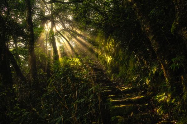 ladders,2000x1333 px,landscape,Monsoon,nature,plants