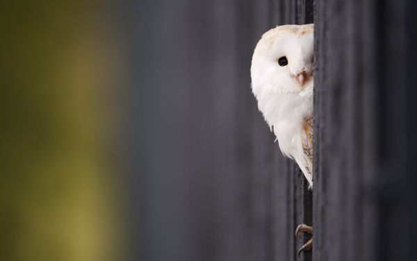 uitkijken,uil,vogel,roofdier