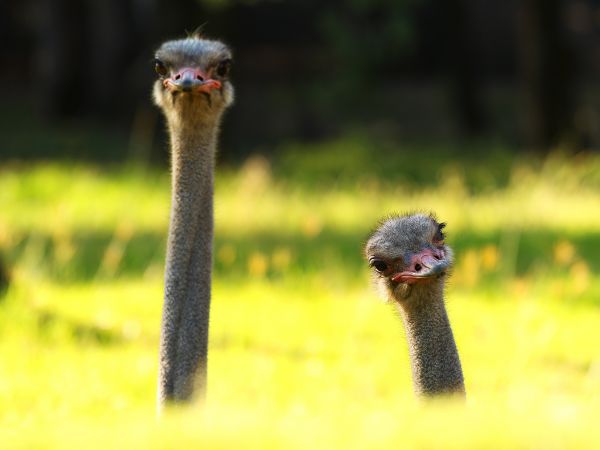 vogelstand,dieren,dieren in het wild,bek,struisvogel,emoe