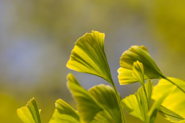 vert,feuille,Malmo,Gron,Géolocalisation,Ginko