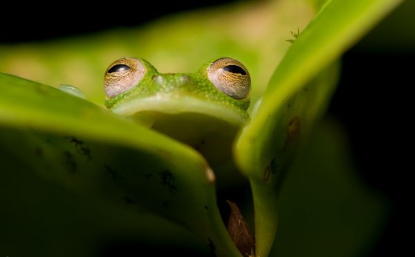 amphibie,animaux,grenouille,2560x1583 px