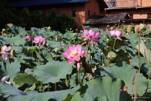 blomst, plante, Lotus, kronblad, natur, botanik