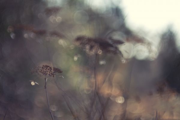 luce del mattino,annata,primavera,bokeh,tracce,sogni