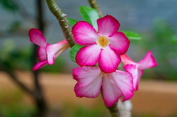 bloemen,natuur