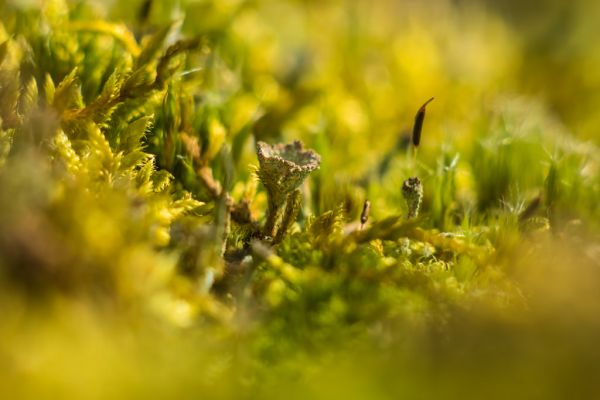 natuur, gras, zonlicht, bloemen, planten, fotografie