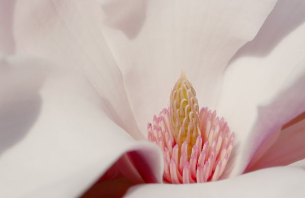 白,花,ピンク,春,花,マグノリア