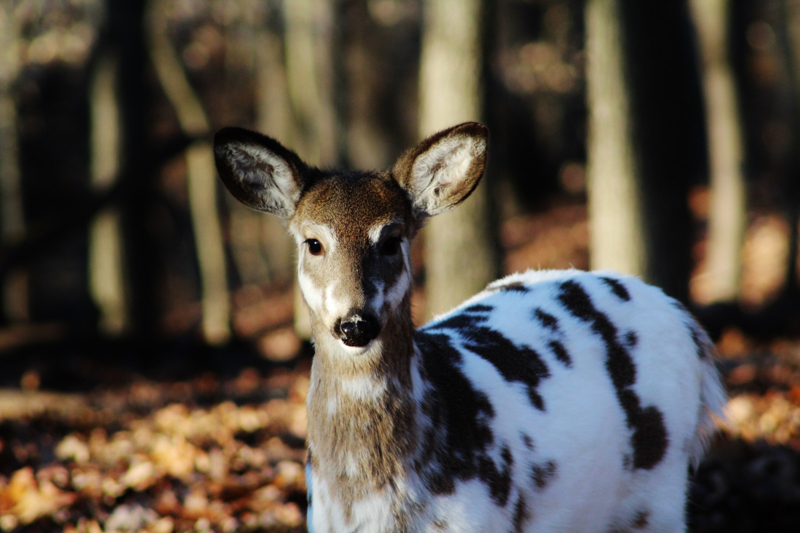 sika deer, kolor, jeleń