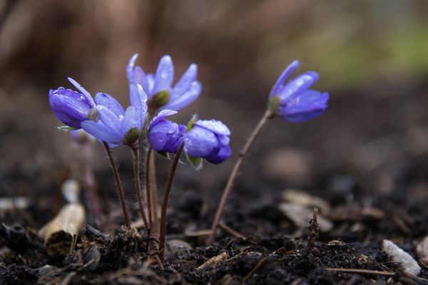 природа,цвят,пролет,минзухар,цвете,растение