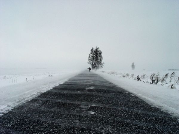 景观,早上,雪,冬季,路,薄雾