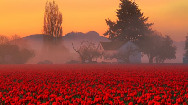 mist,tulips,field