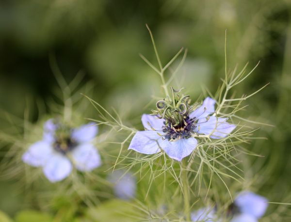 Garten,Grün,blau,2015,Laub,Juni