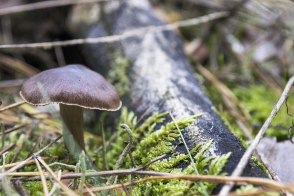 rostliny,les,Příroda,makro,houba,Volně žijících živočichů