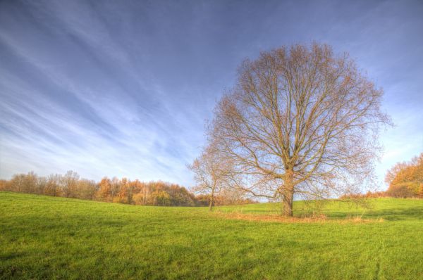 lumière du soleil,paysage,le coucher du soleil,des arbres,forêt,tomber