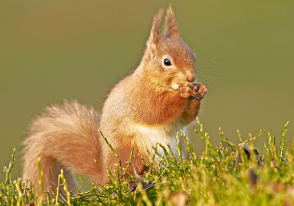 Scotland,UK,mammals,redsquirrels,specanimal,peter