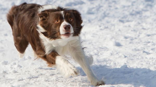 animaux,neige,chien,Border collie,Débardeur de pontage de canard de la Nouvelle-Écosse,chiot