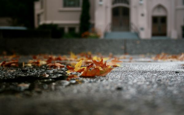 bladeren,straat,herfst,blad