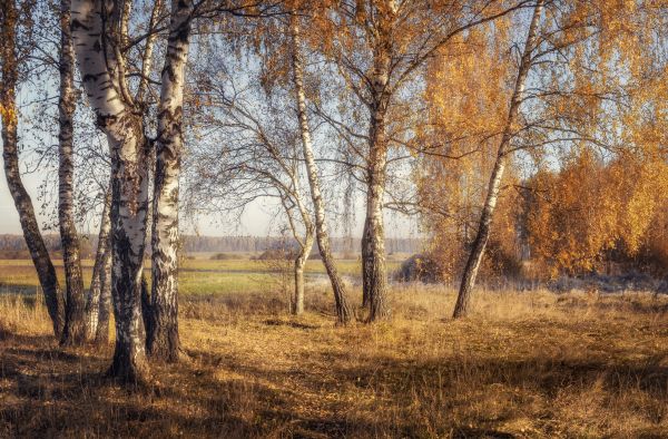 växt,himmel,Natural landscape,brun,träd,trä