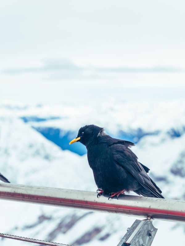 Zugspitze,nieve,montañas,frío,Austria,aves