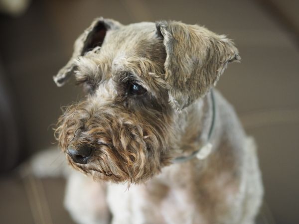 cachorro,mamífero,vertebrado,Cão, como, mamífero,Schnauzer,fechar-se