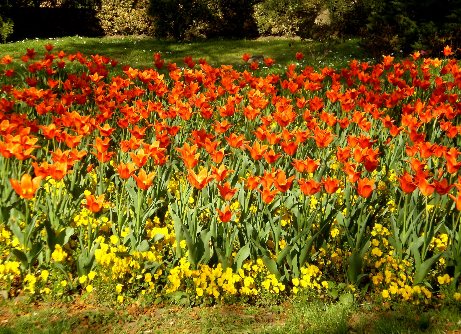 tulipán, virágok, virágágy, fű, cserjék