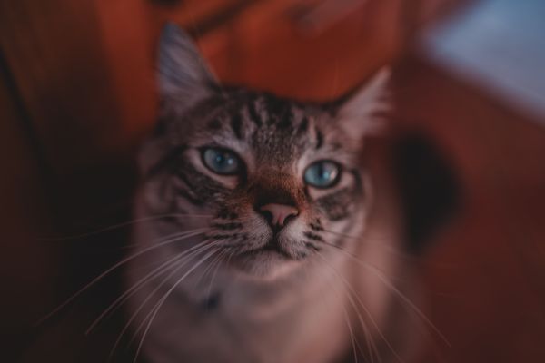 binnenshuis,katten,Sony A7,dieren,katachtig