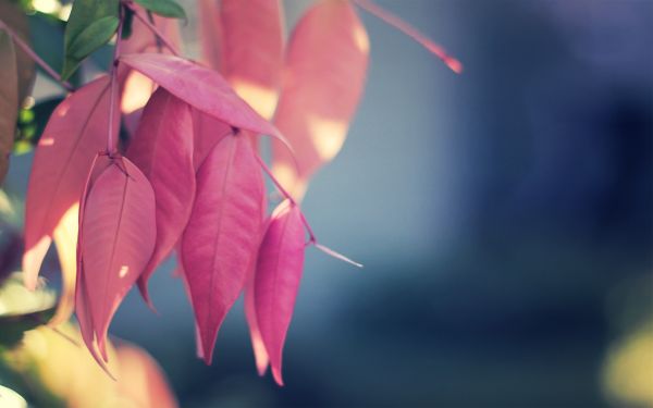 sunlight,nature,leaves,red,plants,macro