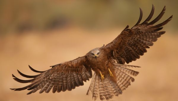 Flügel,Tierwelt,Raubvogel,Adler,Schnabel,Falke