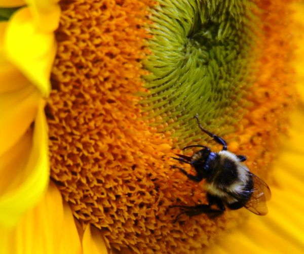 makrofotografering, honningbie, Bie, humle, pollen, Membranen vingede insekter